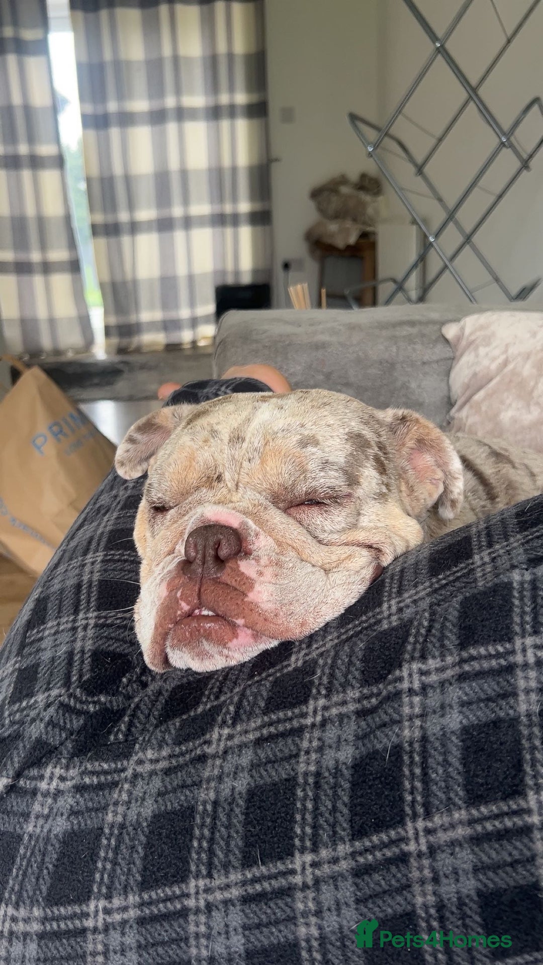 English Bulldog dogs for sale: 2 year old Lilac merle  - Advert 4