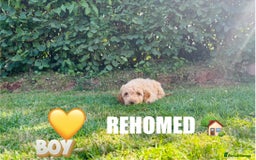 Cockapoo dogs for sale: 6 beautiful champagne and gold 🐶  - Image 19