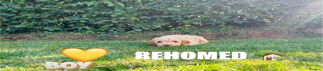 Cockapoo Puppy 3 (yellow)