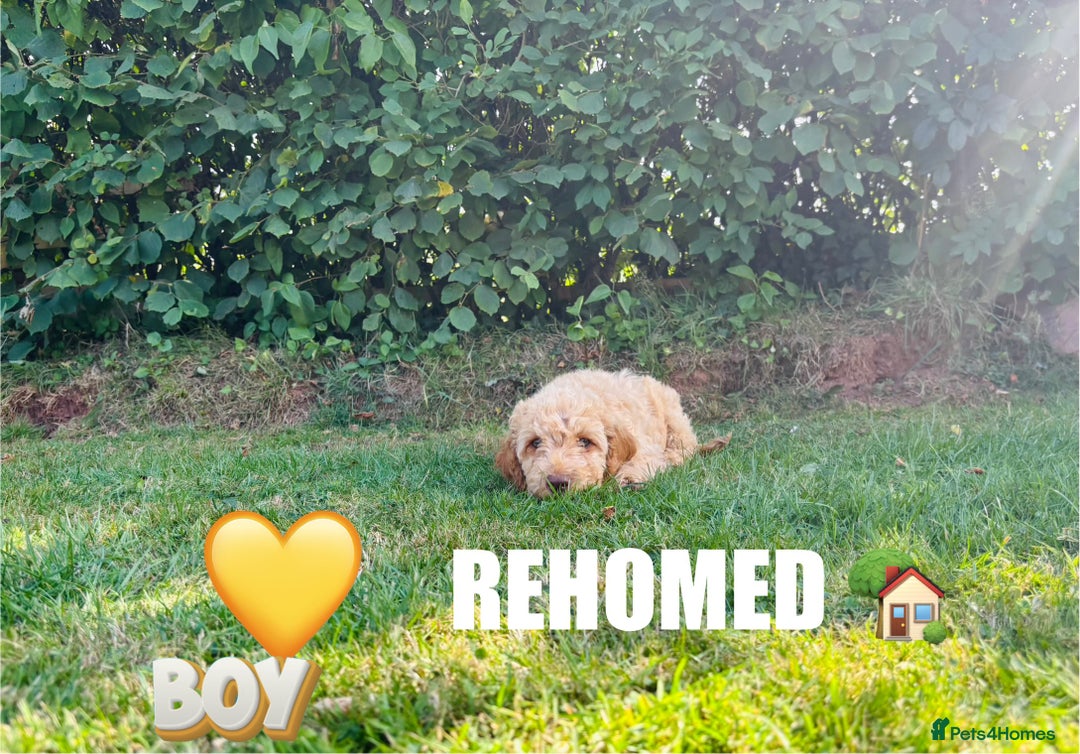 Cockapoo dogs for sale: 6 beautiful champagne and gold 🐶  - Image 19