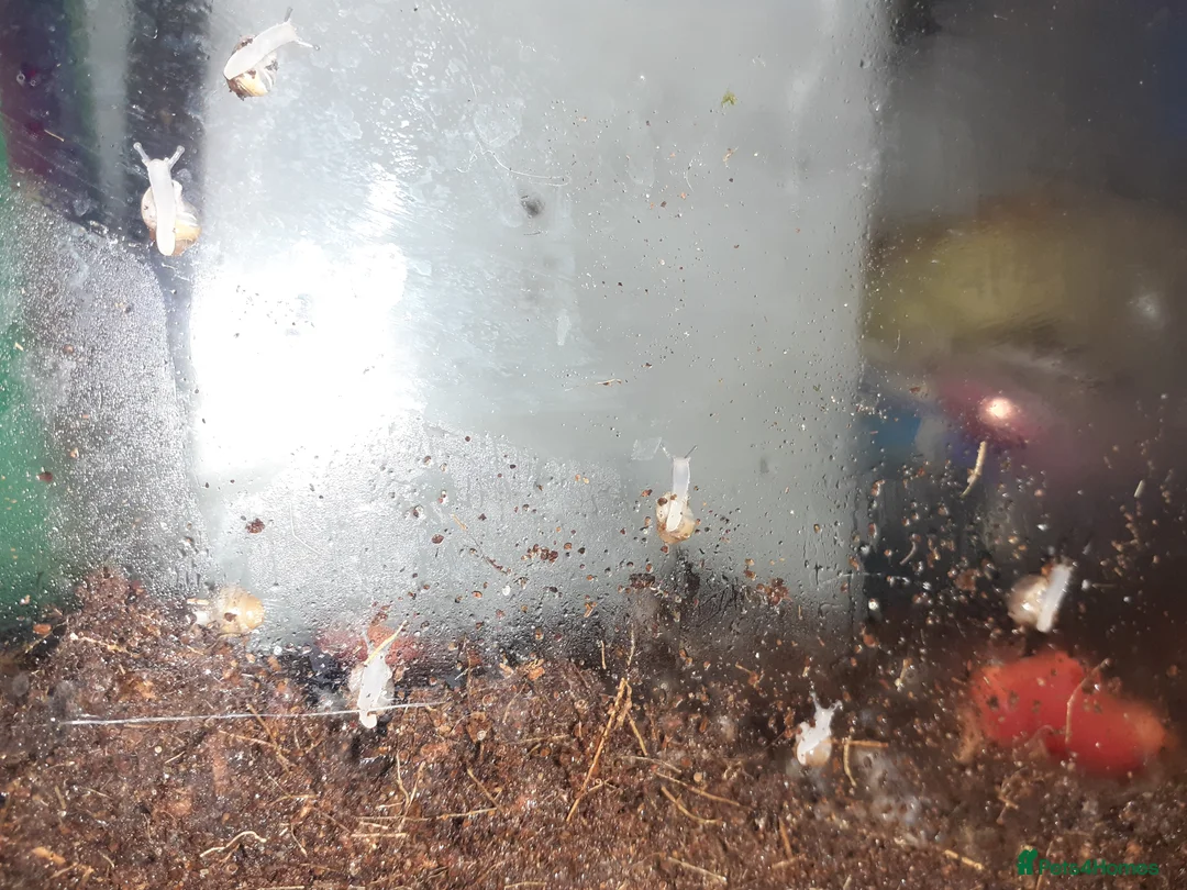 Snails invertebrates for sale: 🐌 Baby African Giant Land Snails for Sale 🐌 - Advert 3