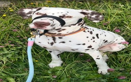 Dalmatian dogs for sale: Liver Dalmatian for sale.  - Image 10