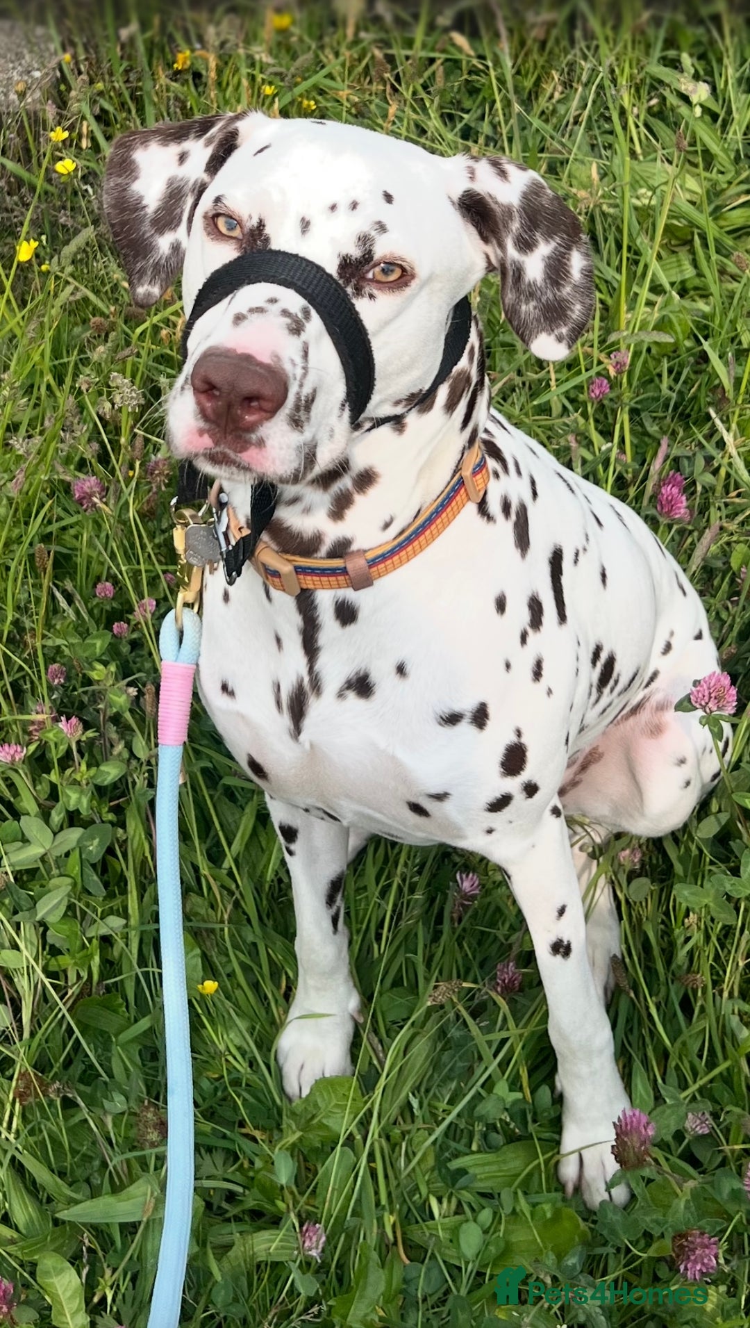 Dalmatian dogs for sale: Liver Dalmatian for sale.  - Image 10
