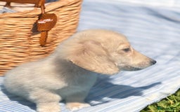 Dachshund dogs for sale: cream KC long haired miniature dachshunds for sale - Image 3