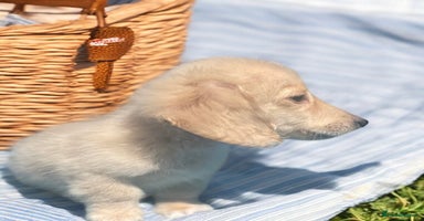 Dachshund dogs - Advert 1