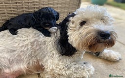 Cockapoo dogs for sale: Cockapoo Puppies Ready 15th September - Image 3