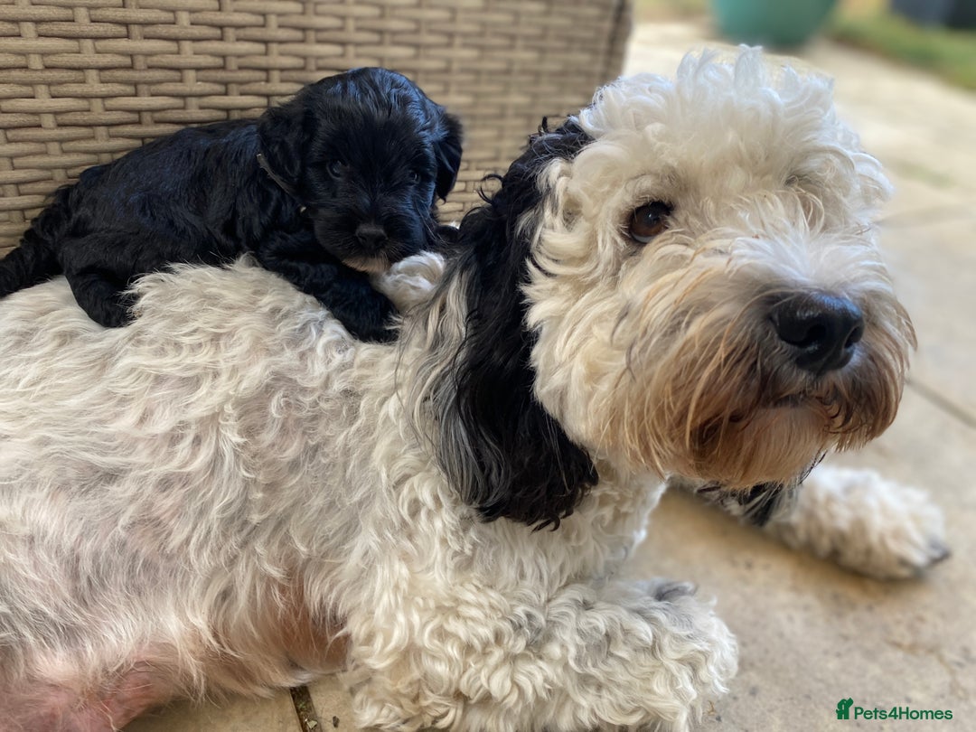 Cockapoo dogs for sale: Cockapoo Puppies Ready 15th September - Image 3