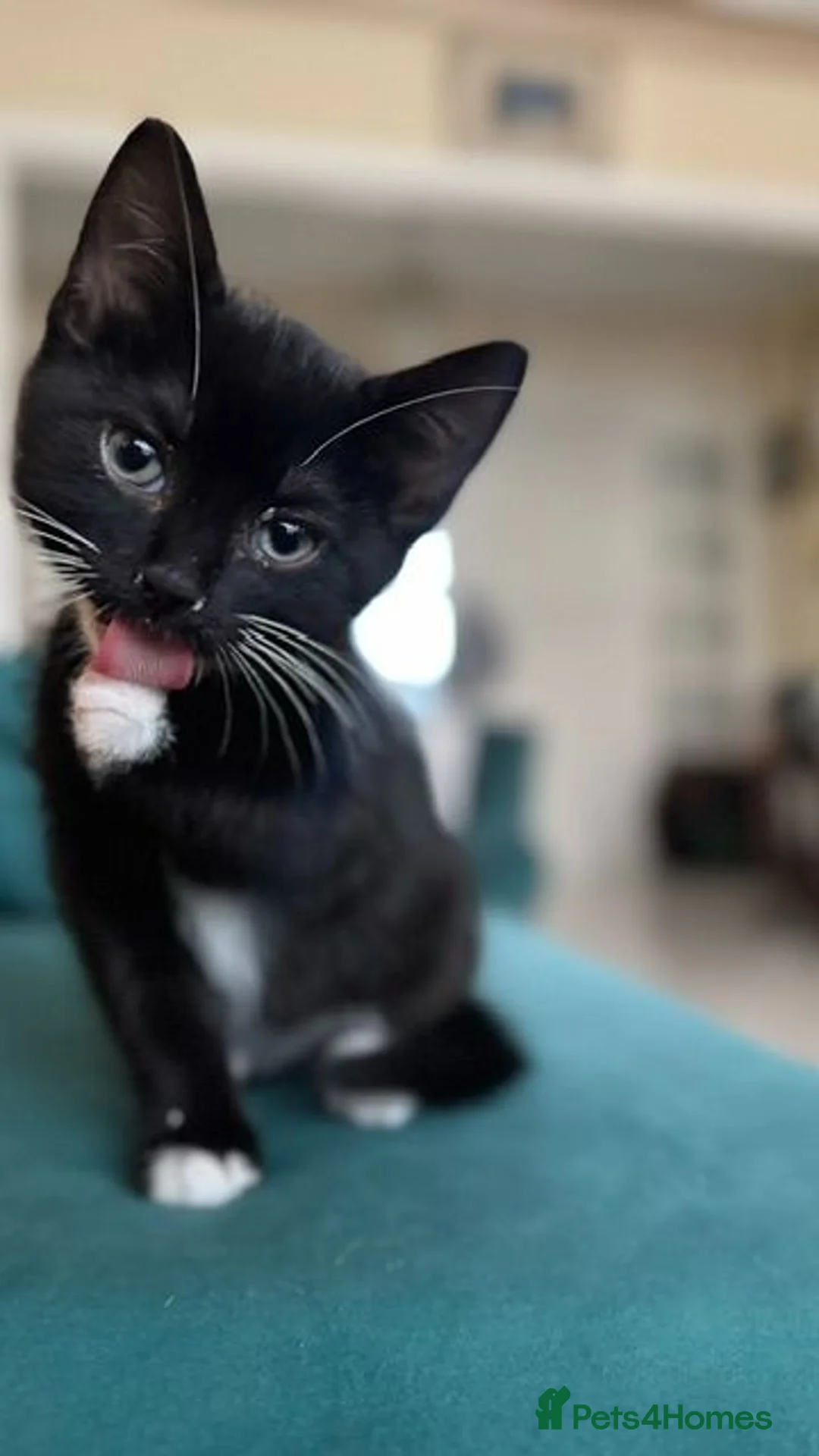 Mixed Breed cats for sale: FREE 3 Tuxedo Kittens + 1 Black kitten 4 Adpotion - Advert 2