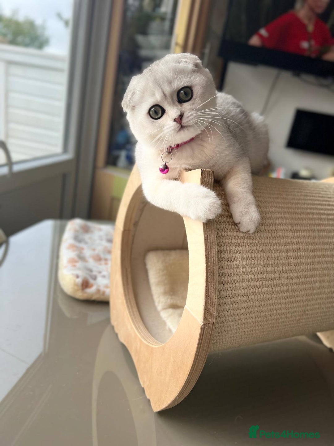 Scottish Fold cats for sale: Beautiful TICA Registered Scottish Girl Kittens - Image 12