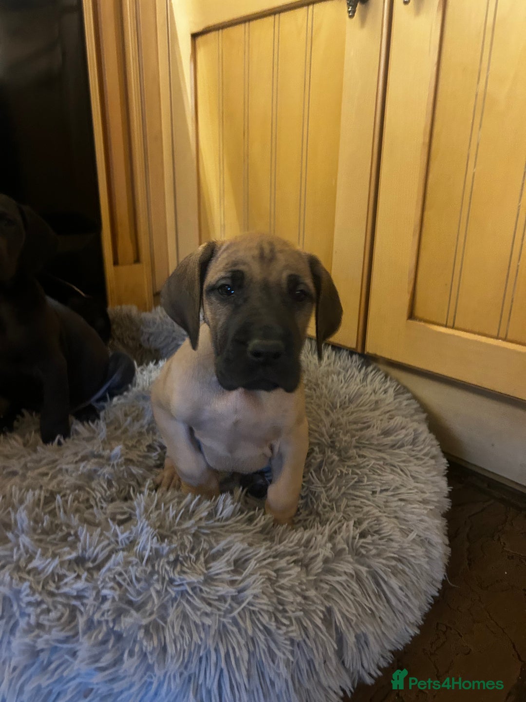Great Dane dogs for sale: READY NOW… 3 BLACK GIRLS AVAILABLE  - Advert 7