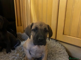 Great Dane dogs Stunning puppies, health tested KC parents. - Advert 2