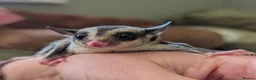 Sugar Glider rodents for sale: Two Sugar Glider babies with lineage - Advert 6