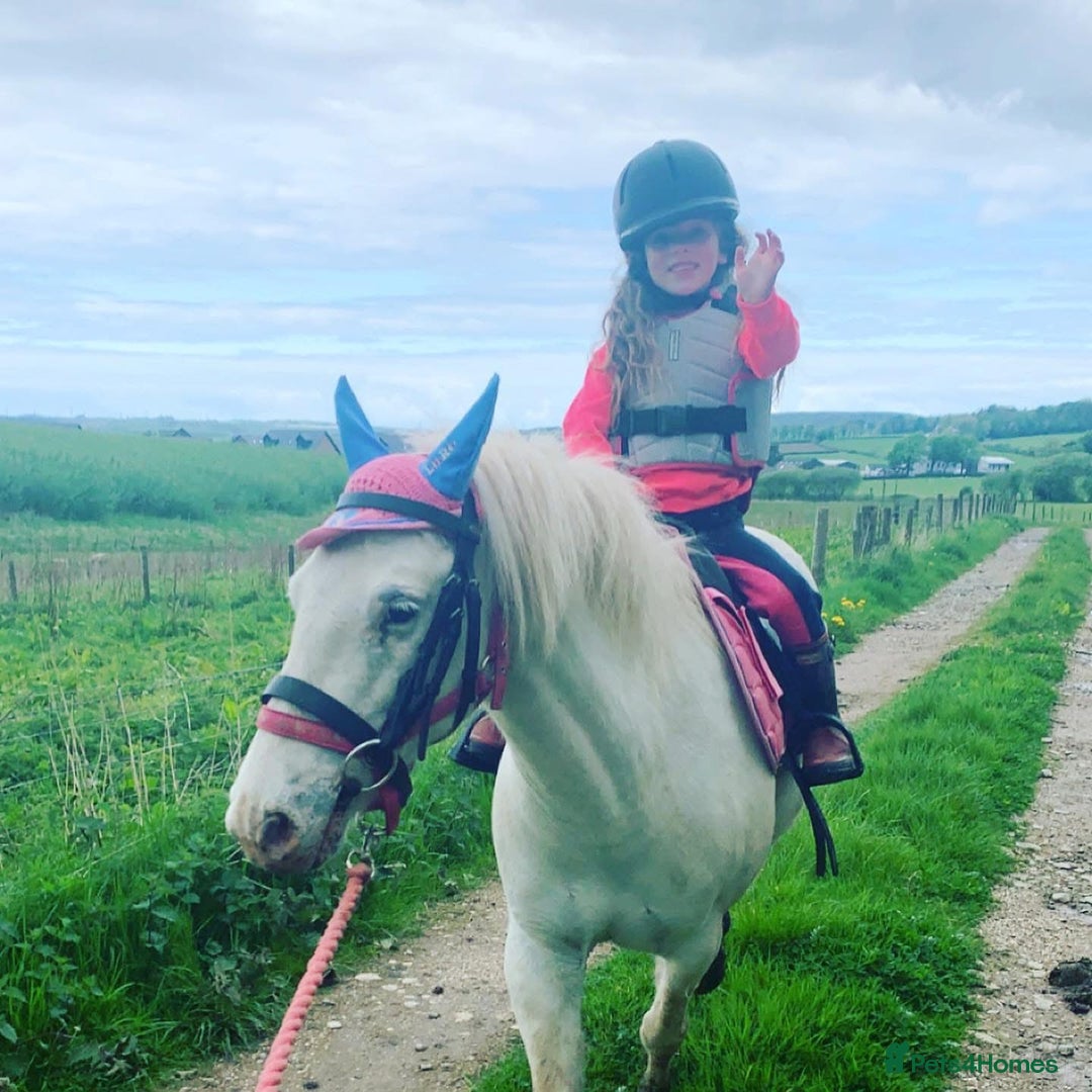 Riding pony horses for sale: For Sale Kids Lead Rein Pony! Safe and Bombproof - Advert 33