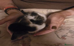 Mixed Breed cats for sale: White & black kittens - Image 4