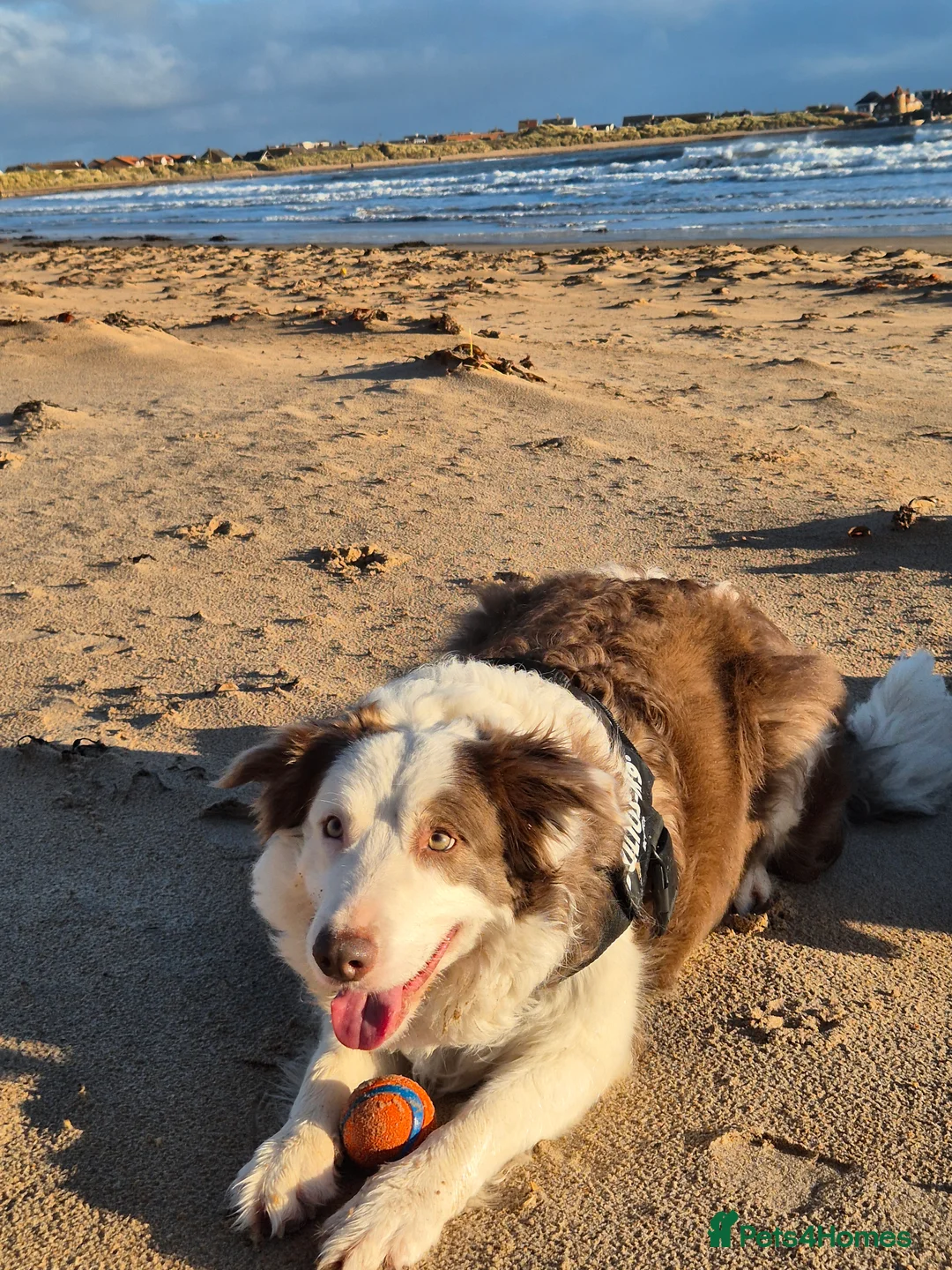 Border Collie dogs for sale: Beautiful Border Collies. Parents DNA tested.  - Advert 20