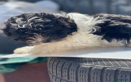 Havanese dogs for sale: Havanese bichon  - Image 6