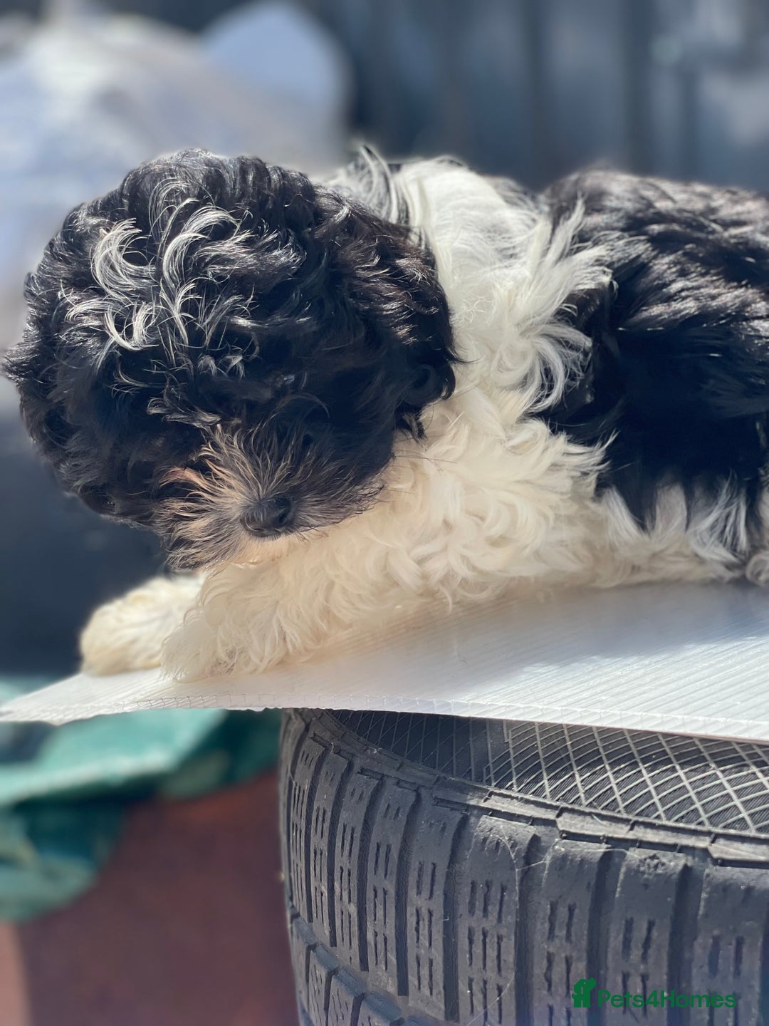 Havanese dogs for sale: Havanese bichon  - Image 6
