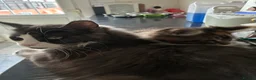Maine Coon cats for sale: Purebred Maine Coon Kittens in Lisburn - Advert 2