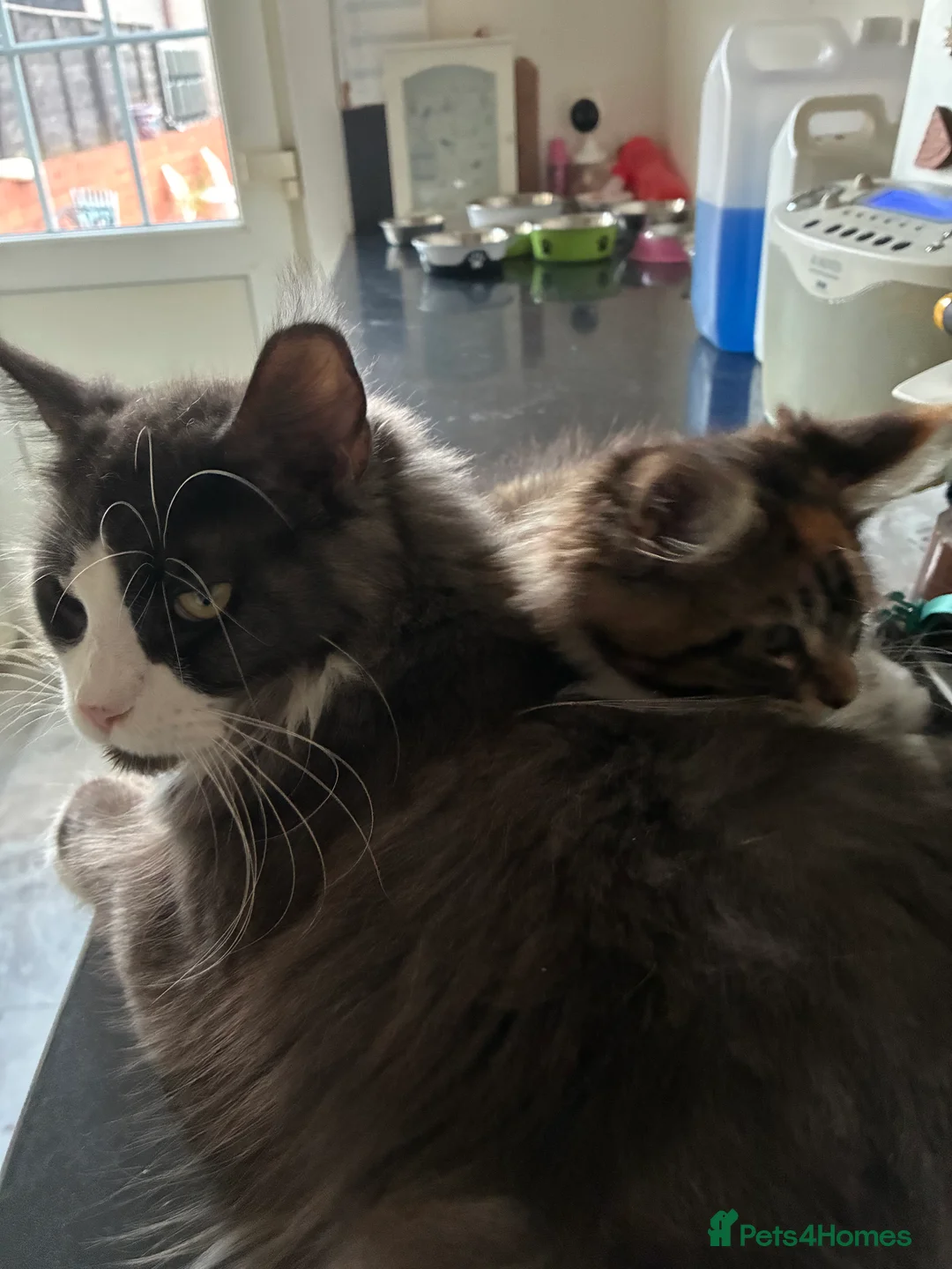 Maine Coon cats for sale: Purebred Maine Coon Kittens in Lisburn - Advert 2
