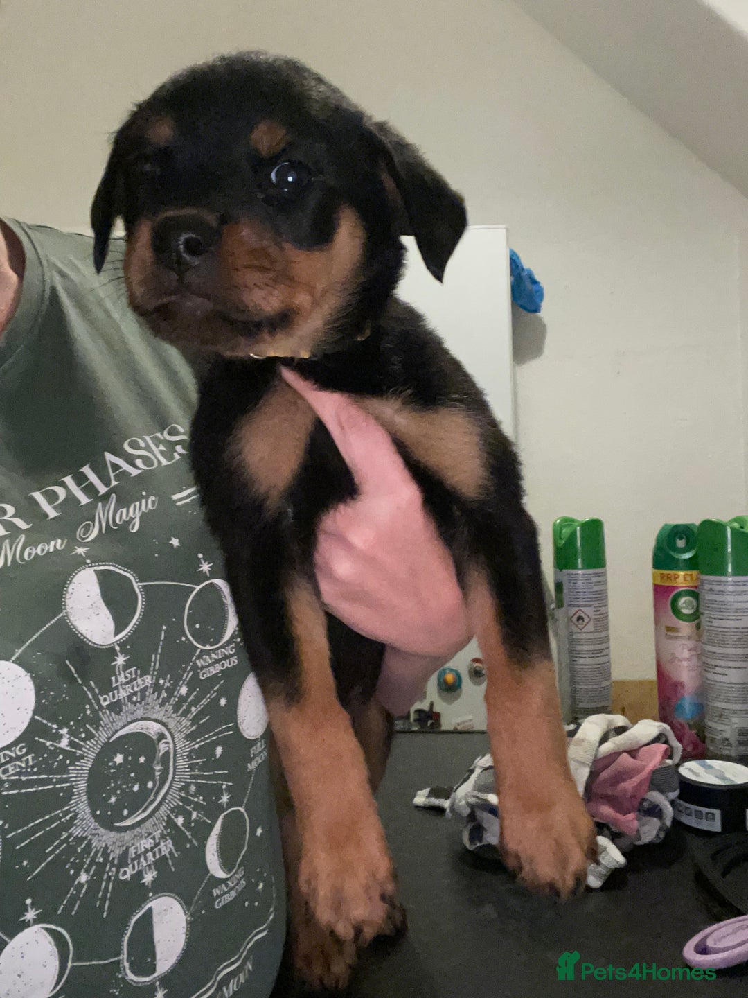 Rottweiler dogs for sale: 11 Chucky Rottweiler puppies for sale  - Image 33