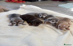 Chiweenie dogs for sale: CHIWEENIE PUPS - Image 7