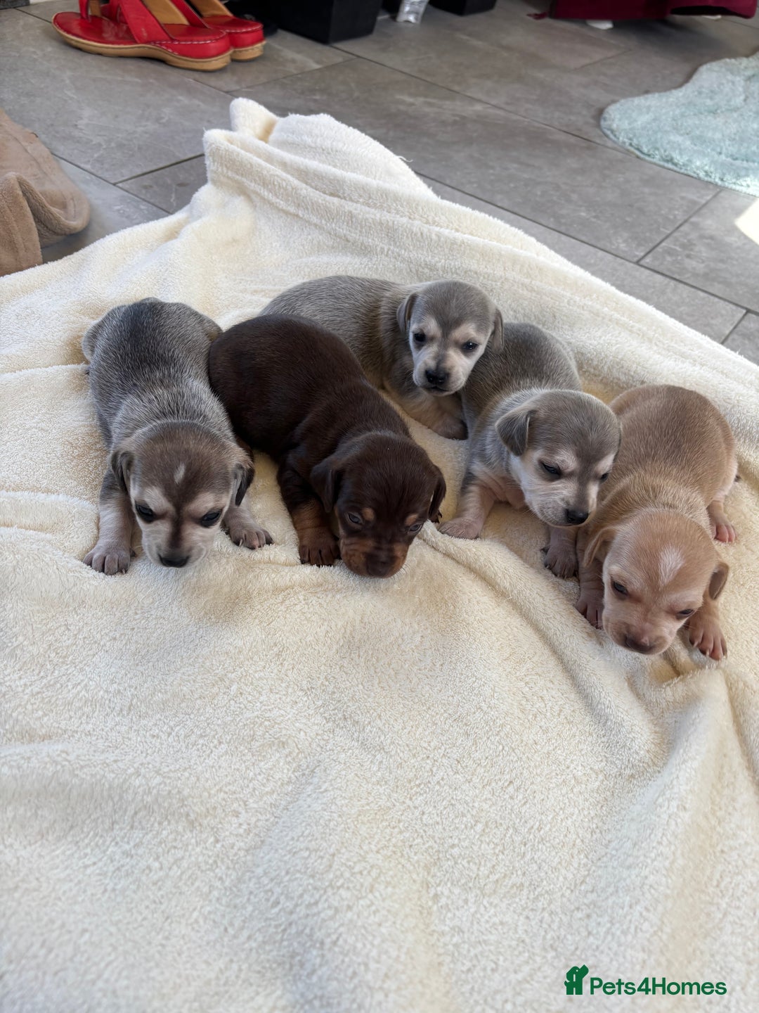 Chiweenie dogs for sale: CHIWEENIE PUPS - Image 7