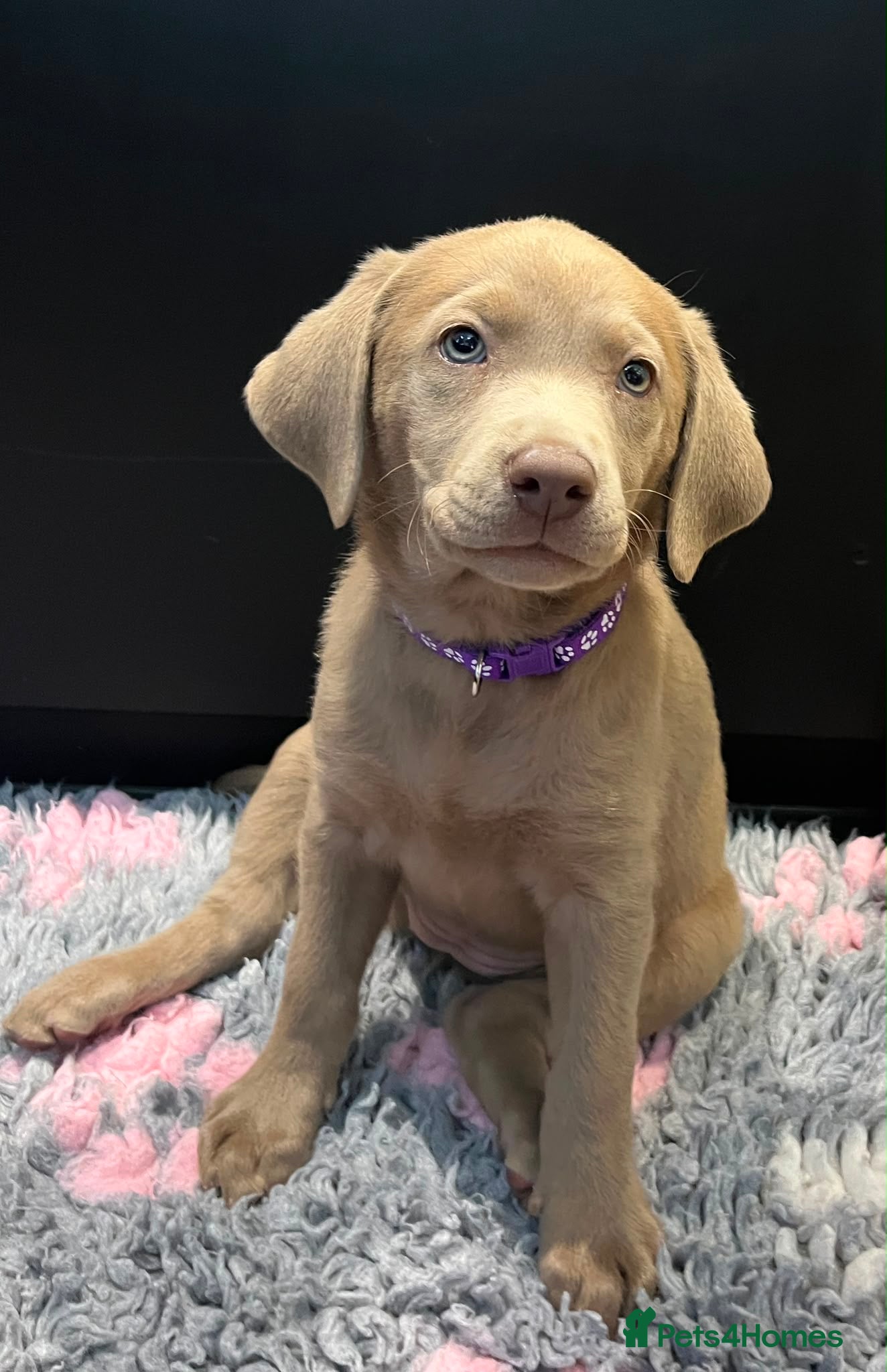 Labrador Retriever dogs ⭐Ready for collection Highest Health Tested⭐  - Advert 2