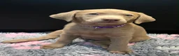 Labrador Retriever dogs for sale: ⭐Waiting list open for end of the year litters⭐  - Advert 2