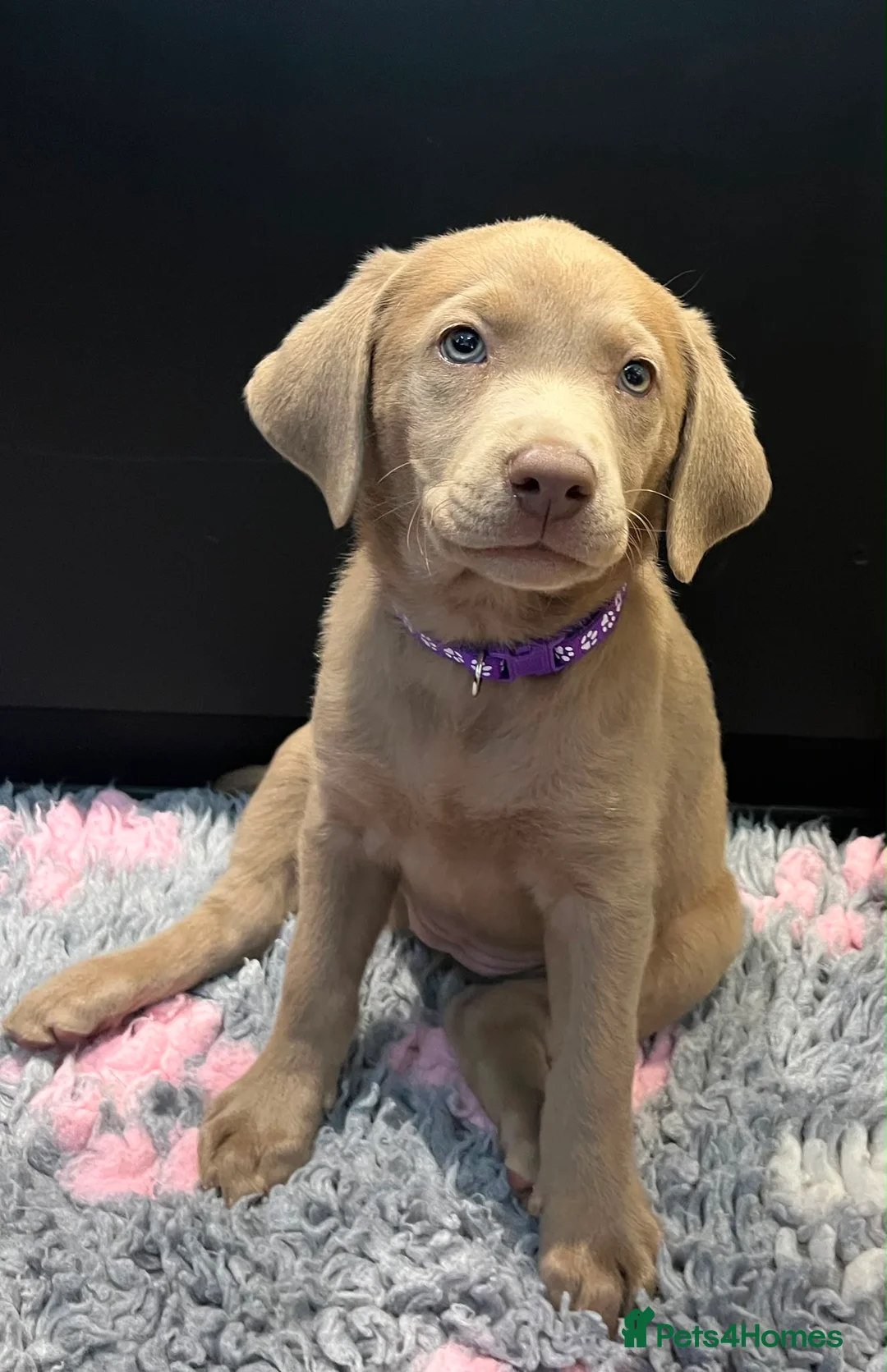 Labrador Retriever dogs for sale: ⭐Waiting list open for end of the year litters⭐  - Advert 2