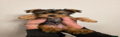 Yorkshire Terrier Puppy 2