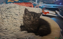 Mixed Breed cats for sale: 5 kittens - Image 4