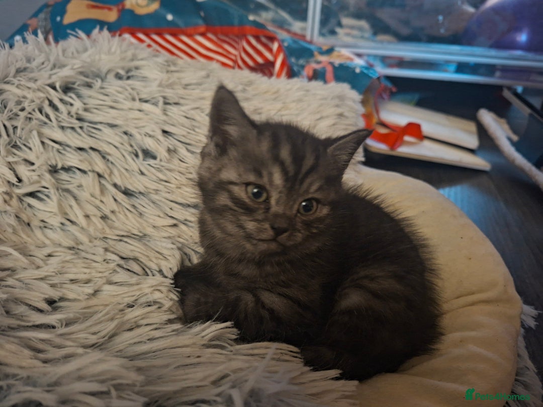 Mixed Breed cats for sale: 5 kittens - Image 4