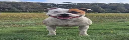 Staffordshire Bull Terrier dogs for stud: KC Registered Red Pied Stud  - Advert 8