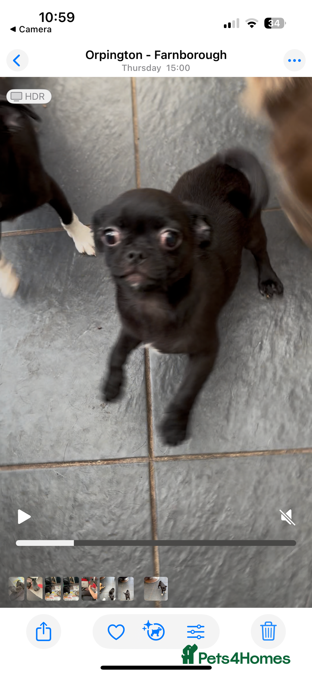 Chug dogs for sale: 2 Chug boys for sale  - Image 2
