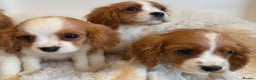 Cavalier King Charles Spaniel dogs for sale: 8 beautiful King Charles Cavalier spaniel puppies - Advert 8