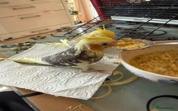 Cockatiels birds for sale: BEAUTIFUL BABY HAND REARED COCKATIEL / BIRDS  in Liverpool - Image 10