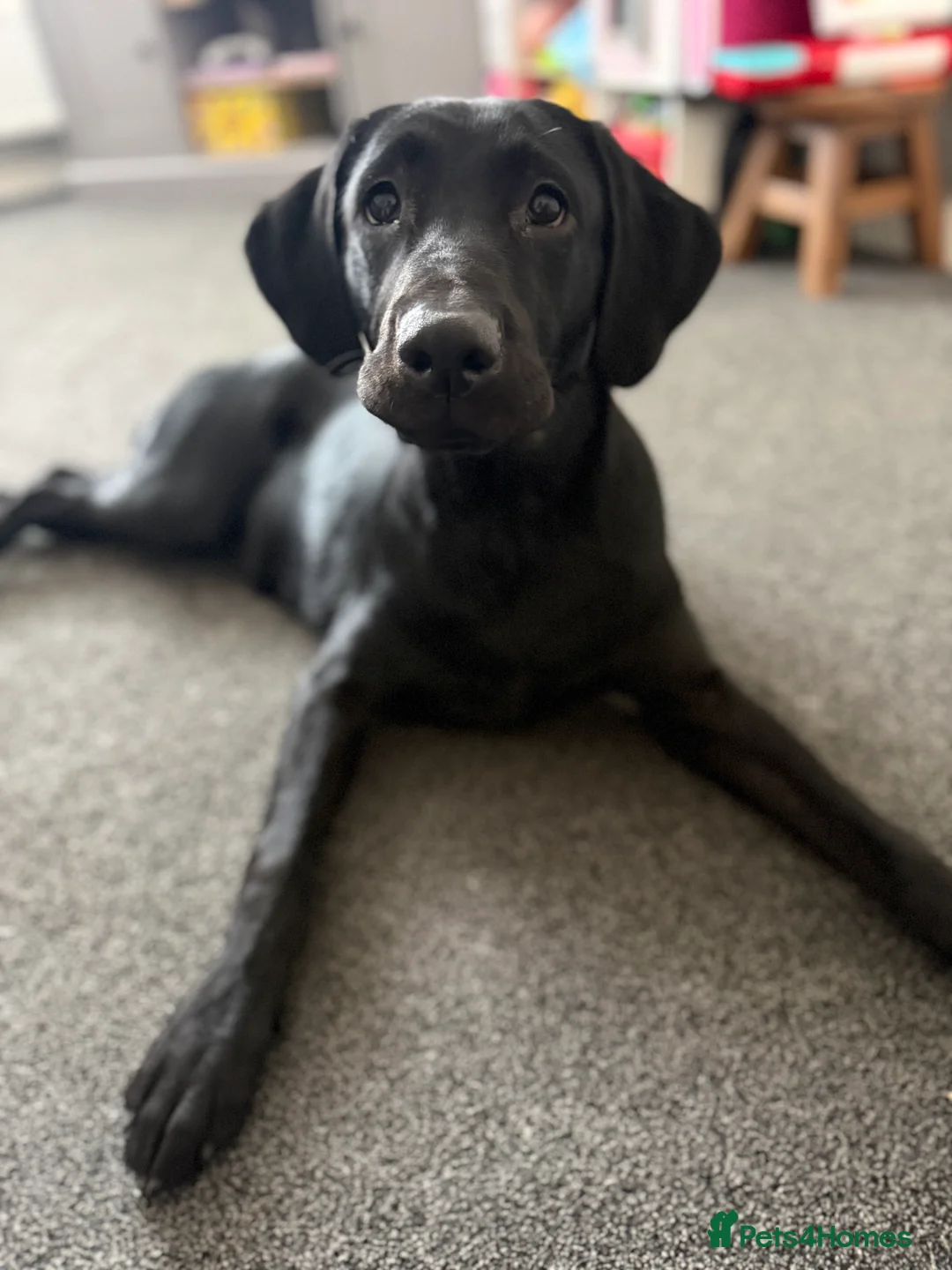 Labrador Retriever dogs for sale: Perfect lab  - Advert 3