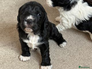 Cocker Spaniel dogs Cocker spaniels beautiful markings - Advert 1
