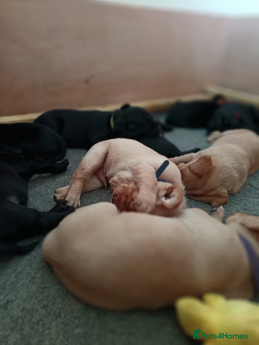 Labrador Retriever dogs for sale: KC reg yellow & black Labrador puppies socialised - Advert 32
