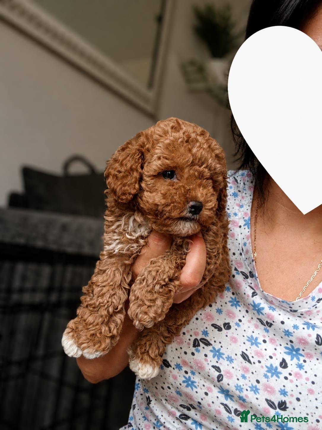 Maltipoo dogs Tiny Asian Maltipoo Puppies - Advert 6
