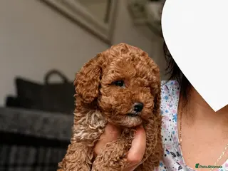 Maltipoo dogs Tiny Asian Maltipoo Puppies - Advert 2