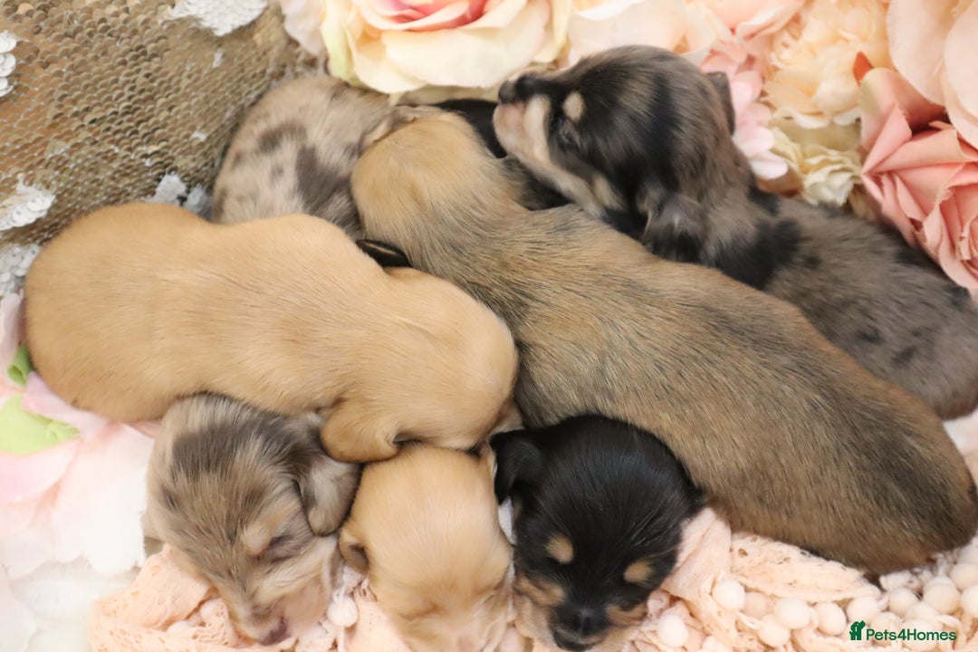 Miniature Dachshund dogs for sale: KC Longhair Miniature Dachshund Puppies - Image 39