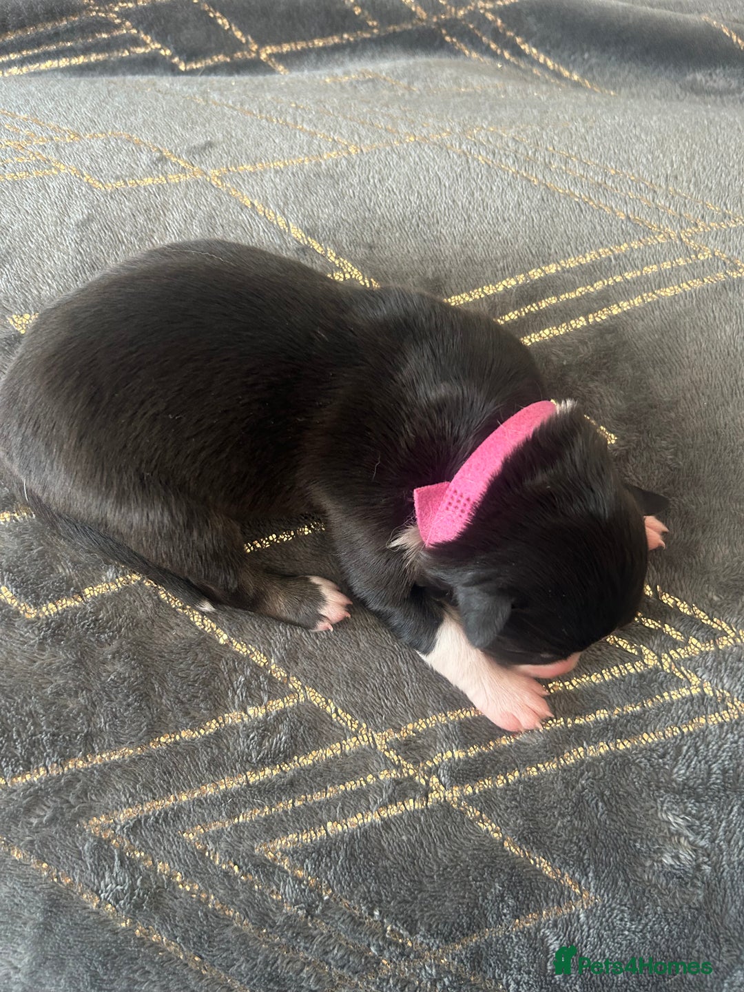 Mixed Breed dogs for sale: Welsh collies X Border collie - Image 10