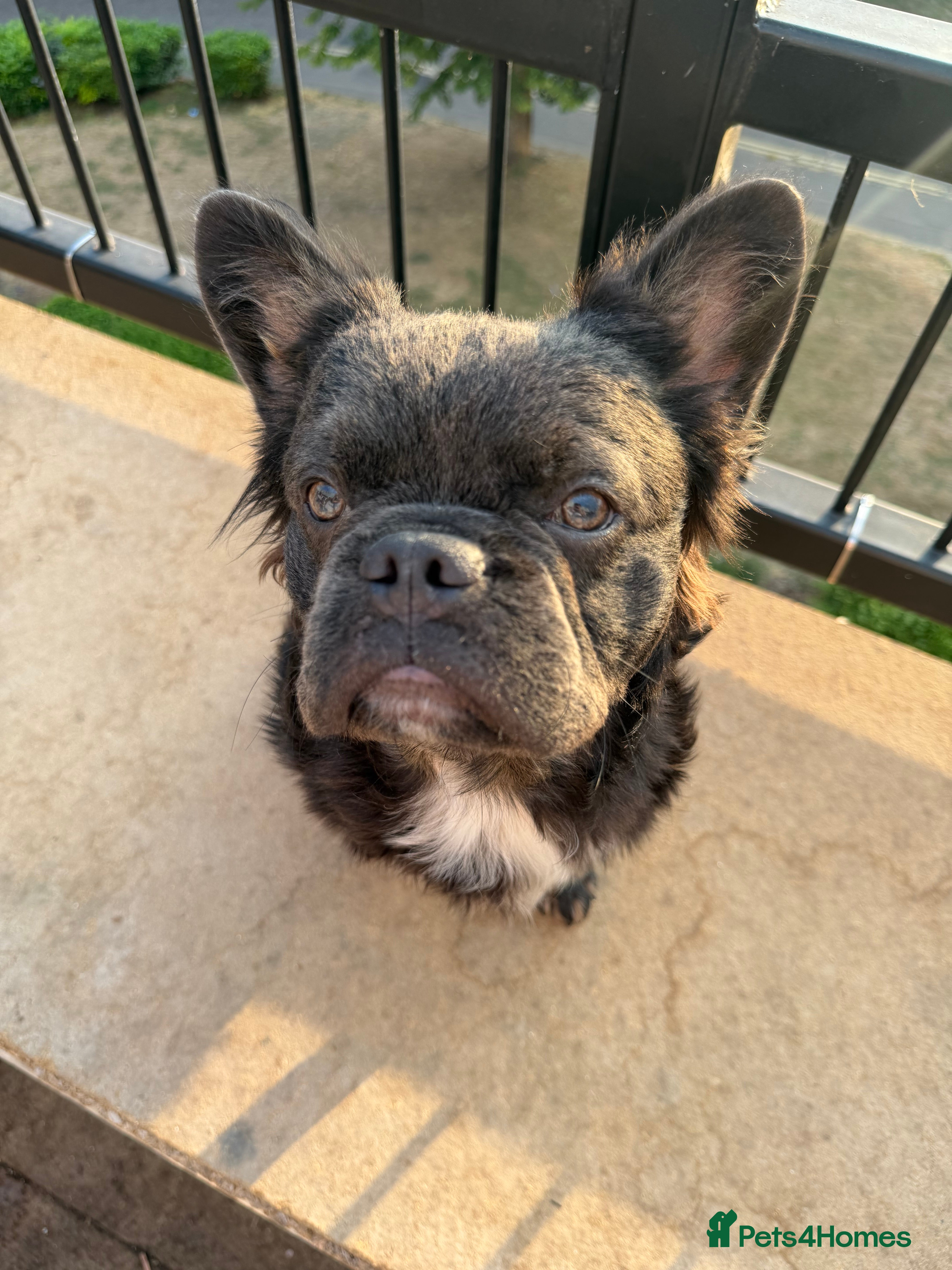 French Bulldog dogs 👑Future king in the making 👑 - Advert 5