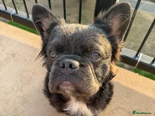 French Bulldog dogs 👑Future king in the making 👑 - Advert 5