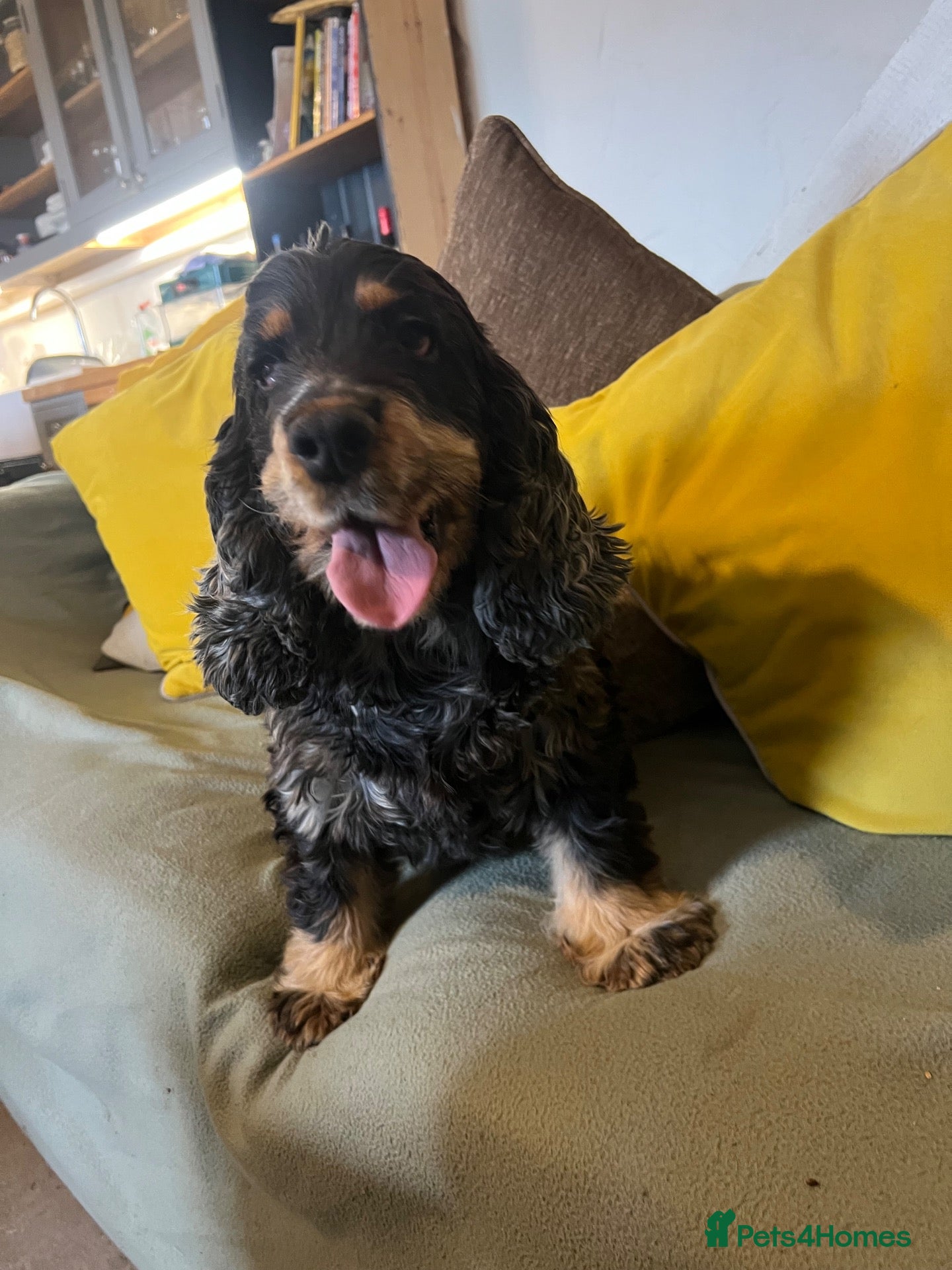 Cocker Spaniel dogs for sale: 2 Show Type Cocker Spaniels female - Advert 9