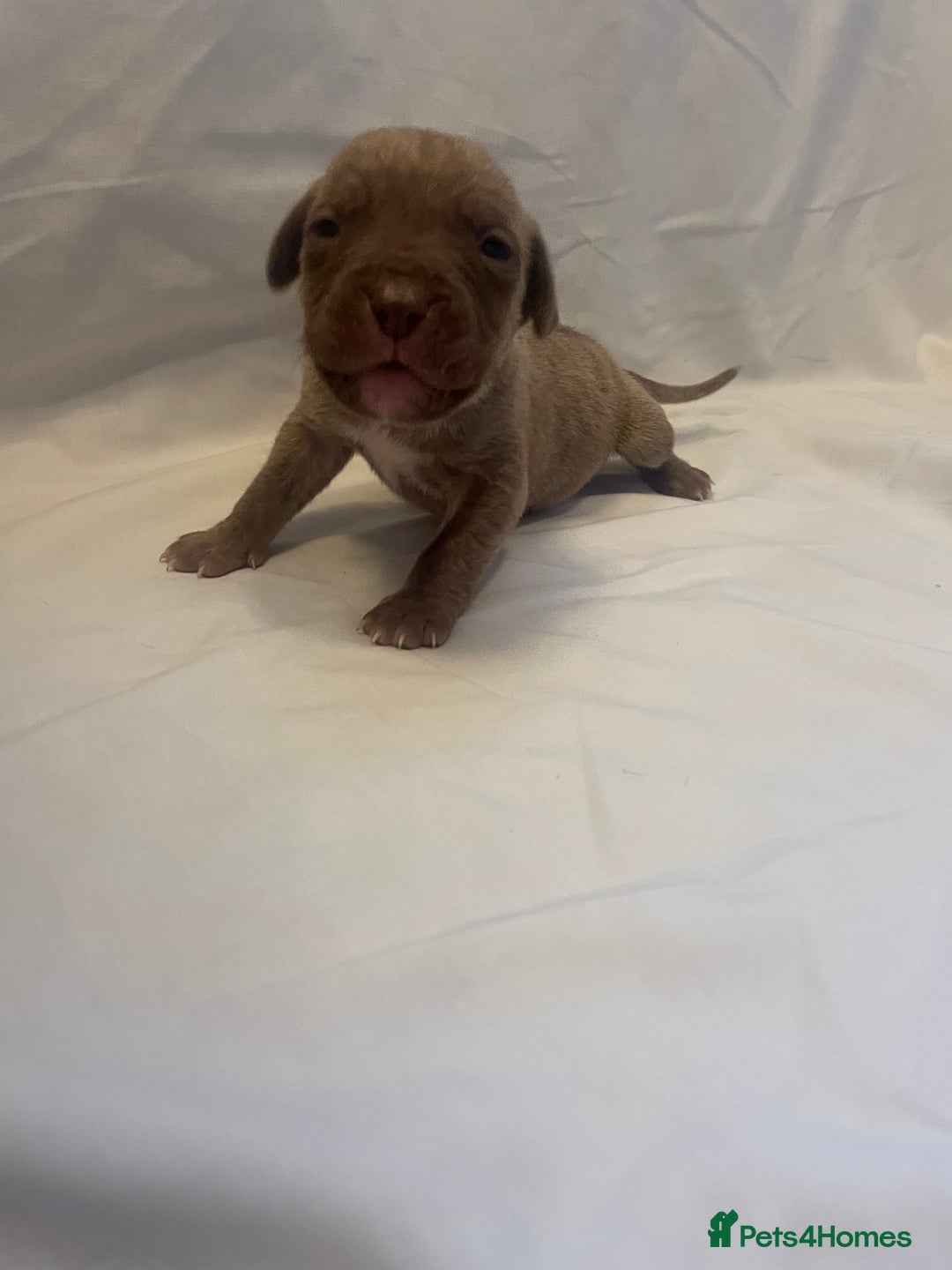 Mixed Breed dogs for sale: Cane Corso X mastiff - Image 13