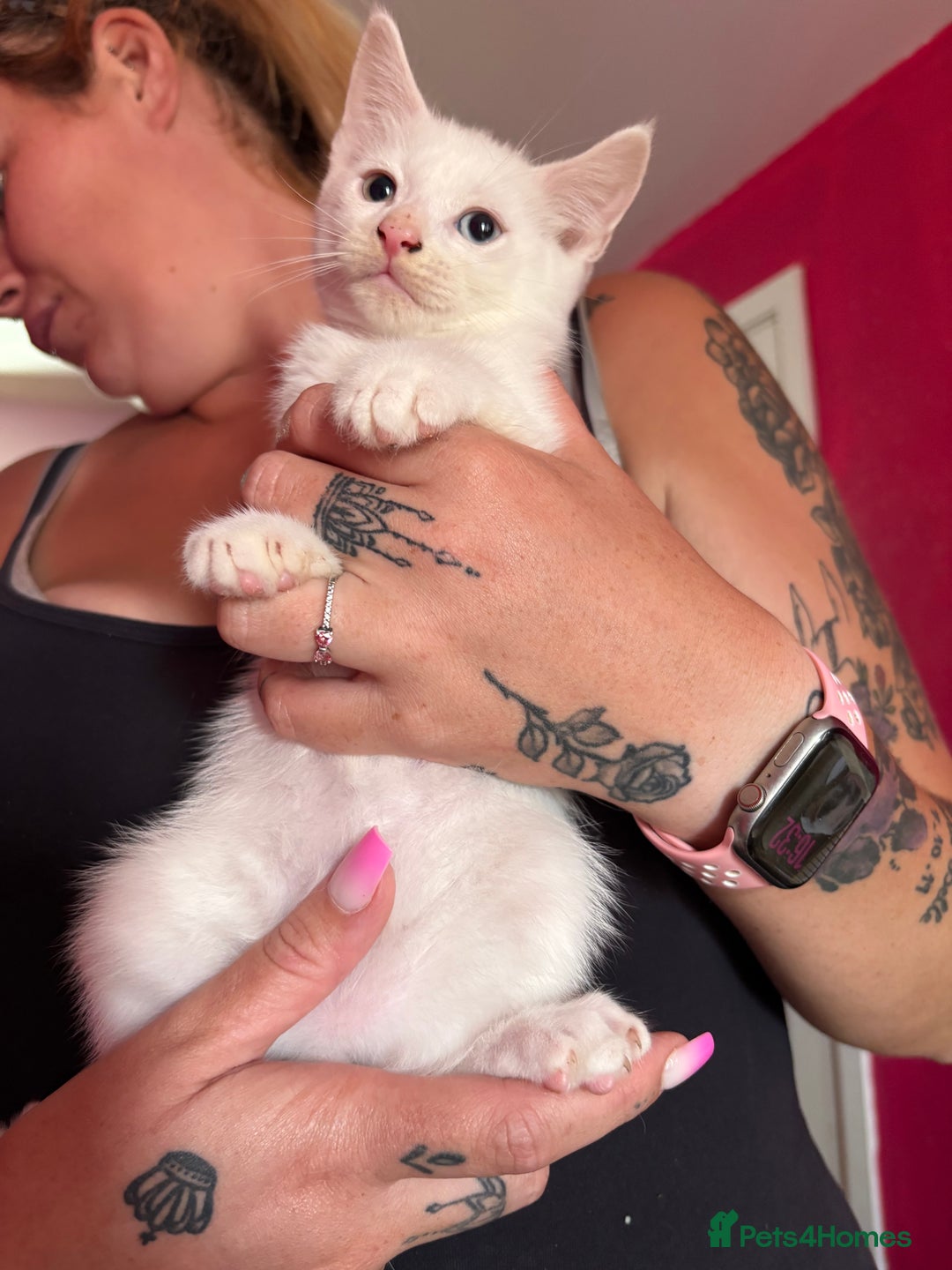 Mixed Breed cats for sale: 2 kittens left  - Image 5