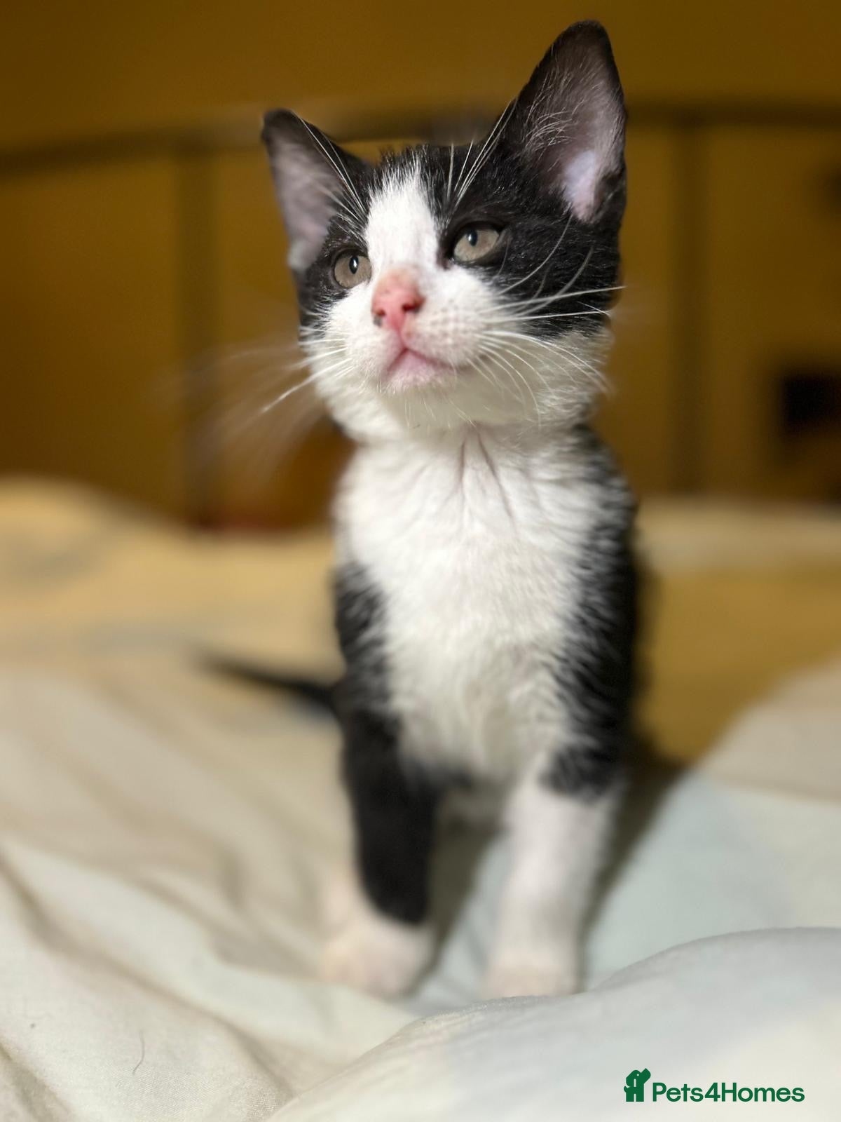 Russian Blue cats Russian blue kittens  - Advert 3