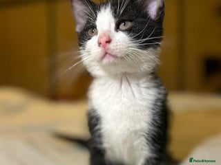 Russian Blue cats Russian blue kittens - Advert 1